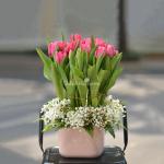 Bình Hoa Tulip 010