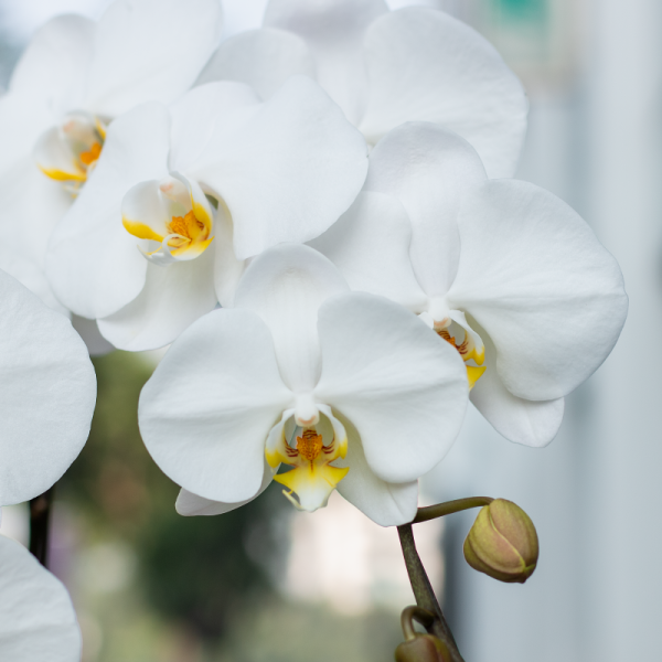 Lan Hồ Điệp Thịnh Vượng 012