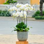 Lan Hồ Điệp Thịnh Vượng 012