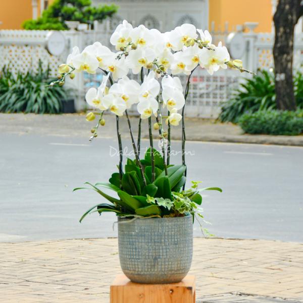 Lan Hồ Điệp Thịnh Vượng 012