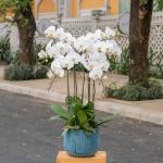 Lan Hồ Điệp Thịnh Vượng 012