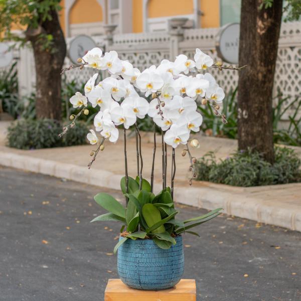 Lan Hồ Điệp Thịnh Vượng 012