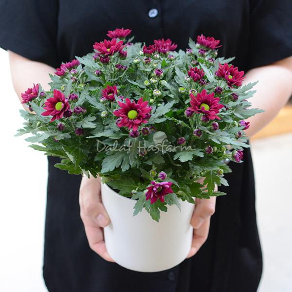 Chậu sứ Hoa Cúc trung 075