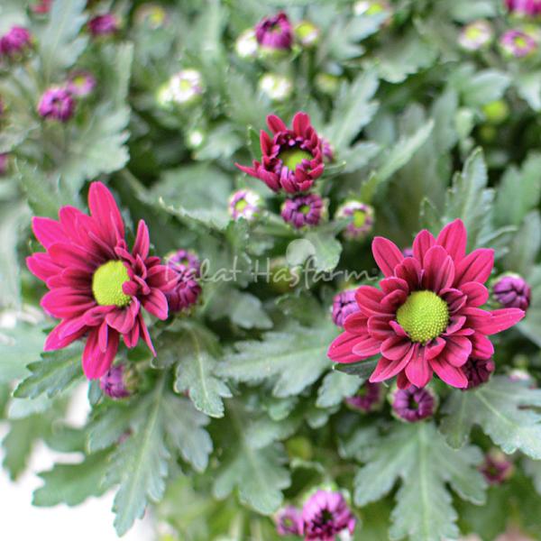 Chậu sứ Hoa Cúc trung 075