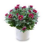 Chậu sứ Hoa Cúc trung 075