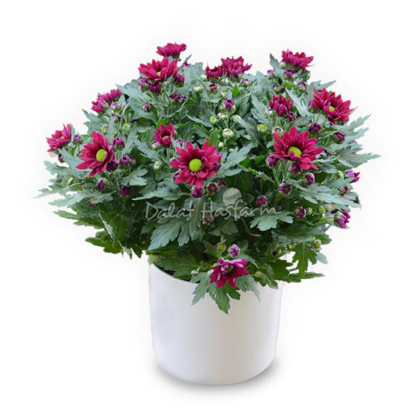 Chậu sứ Hoa Cúc trung 075