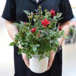 Chậu sứ Hoa Hồng trung 074