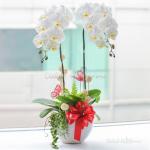 Lan Hồ Điệp Thịnh Vượng 017