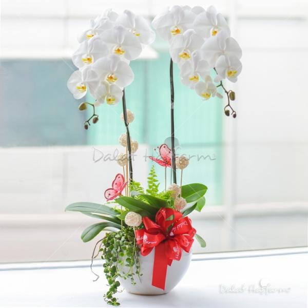 Lan Hồ Điệp Thịnh Vượng 017