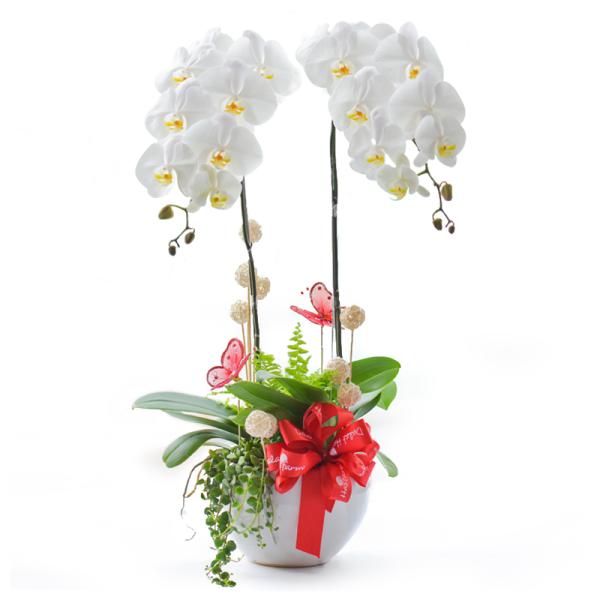 Lan Hồ Điệp Thịnh Vượng 017