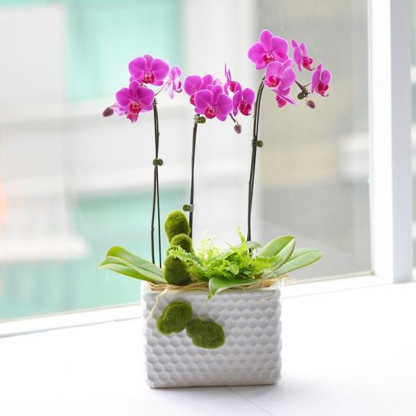 Lan Hồ Điệp Viên Mãn 015