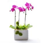 Lan Hồ Điệp Viên Mãn 015