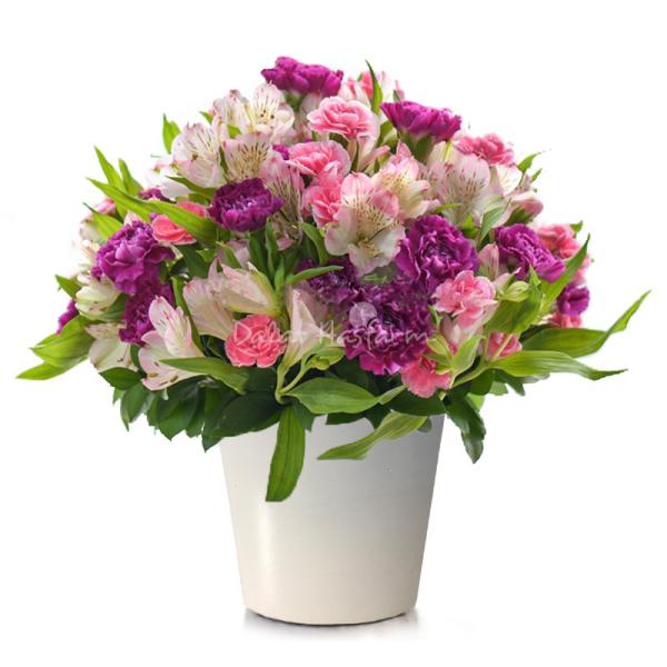 Chậu Hoa Sứ Giả May Mắn 053