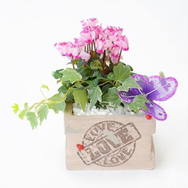 Chậu Hoa Thiết Kế Chào Ngày Mới 036