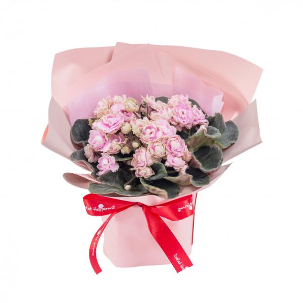 Chậu Hoa Thiết Kế Điều Ngọt Ngào 103