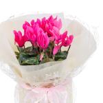 Chậu Hoa Thiết Kế Điều Ngọt Ngào 101