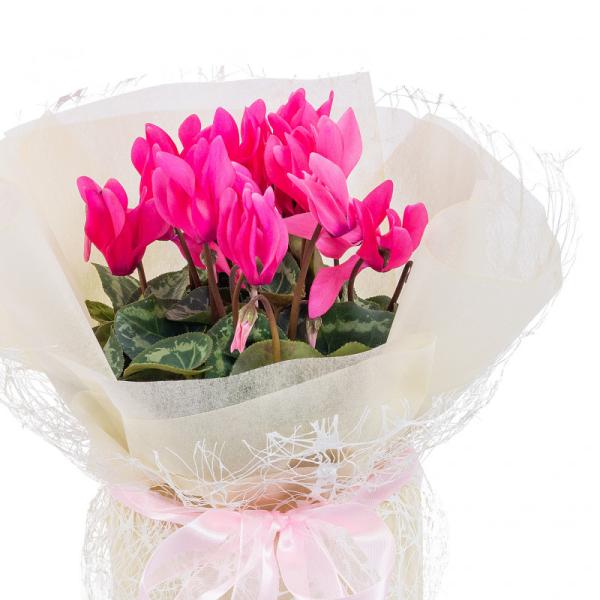 Chậu Hoa Thiết Kế Điều Ngọt Ngào 101