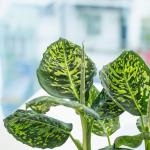 Chậu Cây Thiết Kế Mát Xanh 034