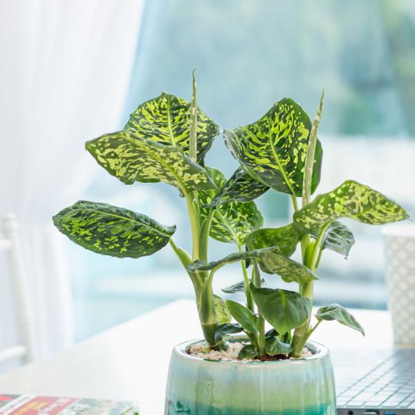 Chậu Cây Thiết Kế Mát Xanh 034