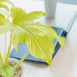 Chậu Cây Thiết Kế Mát Xanh 032