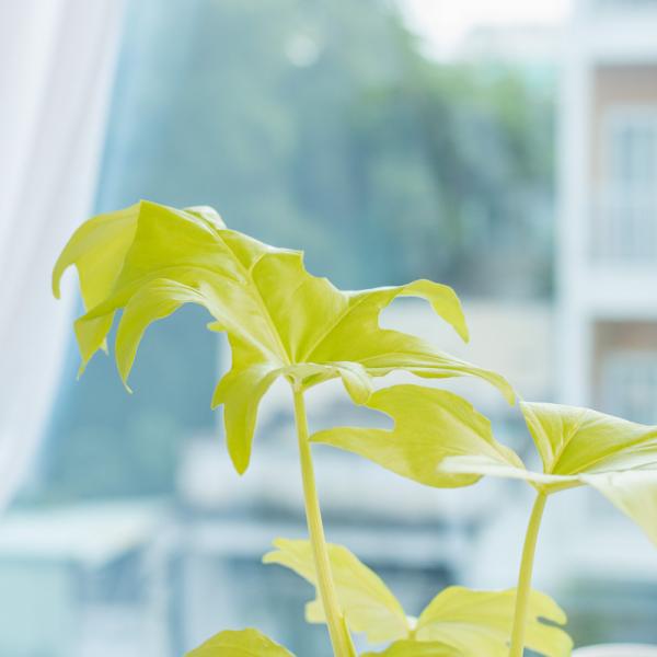 Chậu Cây Thiết Kế Mát Xanh 032