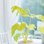 Chậu Cây Thiết Kế Mát Xanh 032