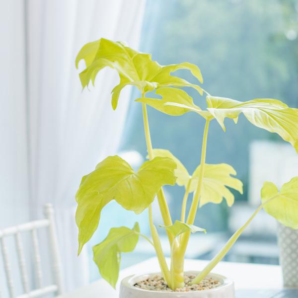 Chậu Cây Thiết Kế Mát Xanh 032