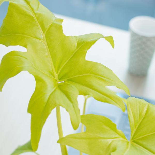 Chậu Cây Thiết Kế Mát Xanh 032