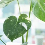 Chậu Cây Thiết Kế Mát Xanh 029 (Monstera Deliciosa Thai Constellation)