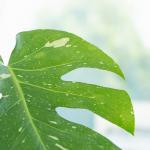 Chậu Cây Thiết Kế Mát Xanh 029 (Monstera Deliciosa Thai Constellation)