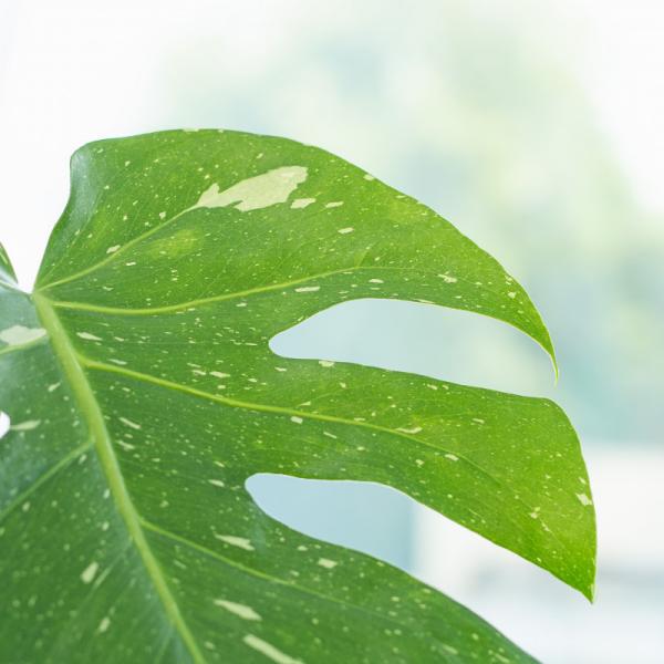 Chậu Cây Thiết Kế Mát Xanh 029 (Monstera Deliciosa Thai Constellation)