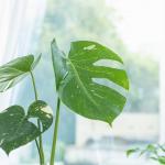 Chậu Cây Thiết Kế Mát Xanh 029 (Monstera Deliciosa Thai Constellation)