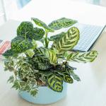 Chậu Cây Thiết Kế Mát Xanh 027