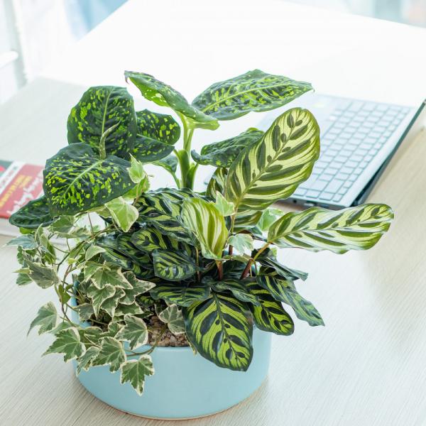 Chậu Cây Thiết Kế Mát Xanh 027