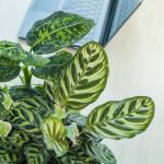 Chậu Cây Thiết Kế Mát Xanh 027