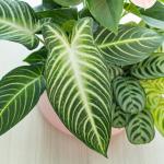 Chậu Cây Thiết Kế Mát Xanh 026