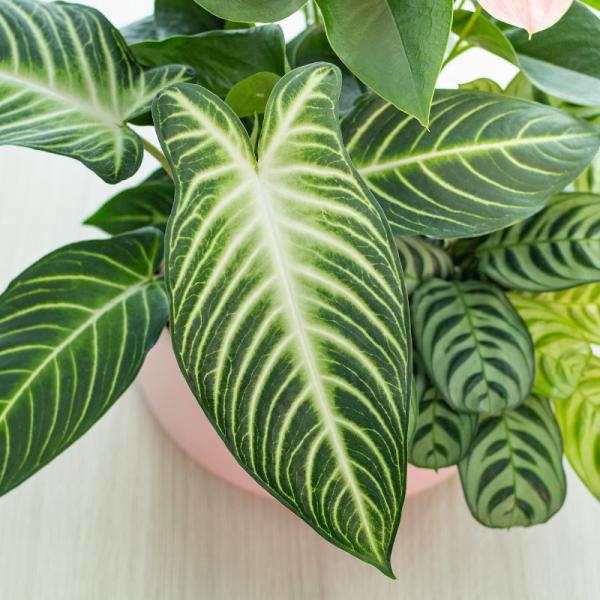 Chậu Cây Thiết Kế Mát Xanh 026