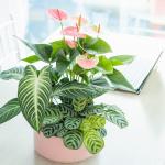 Chậu Cây Thiết Kế Mát Xanh 026