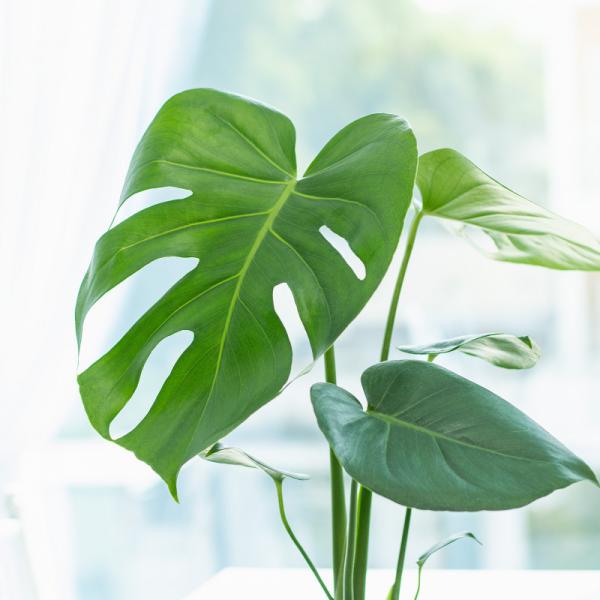 Chậu Cây Thiết Kế Mát Xanh 031