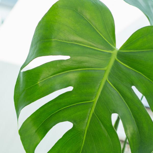 Chậu Cây Thiết Kế Mát Xanh 031