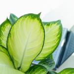 Chậu Cây Thiết Kế Mát Xanh 030