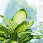 Chậu Cây Thiết Kế Mát Xanh 030