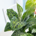 Chậu Cây Xanh Thiết Kế 021