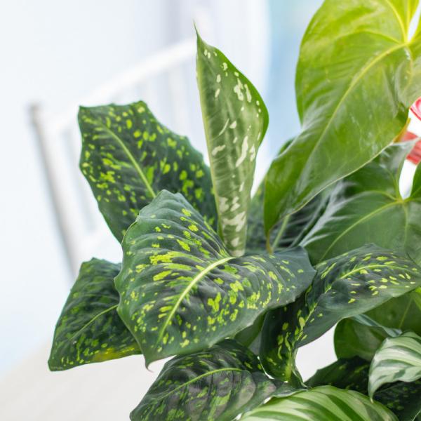 Chậu Cây Xanh Thiết Kế 021