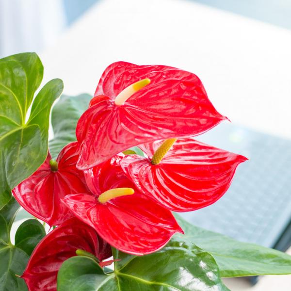 Chậu Cây Xanh Thiết Kế 021