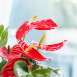 Chậu Cây Xanh Thiết Kế 021