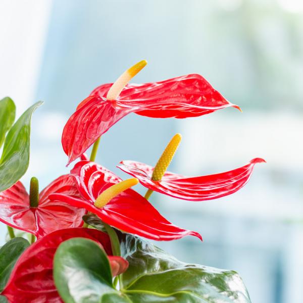 Chậu Cây Xanh Thiết Kế 021