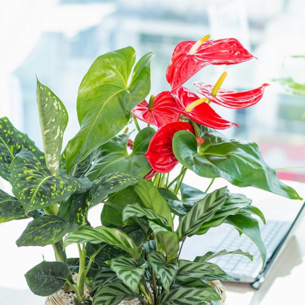 Chậu Cây Xanh Thiết Kế 021