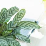 Chậu Cây Xanh Thiết Kế 022