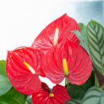 Chậu Cây Xanh Thiết Kế 022